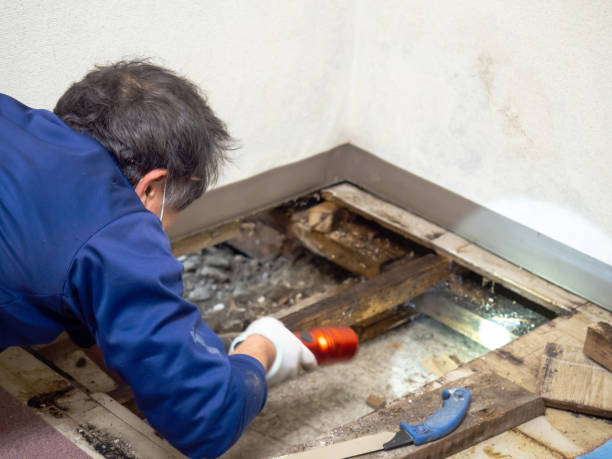 Mold Removal Process in Crimora, VA