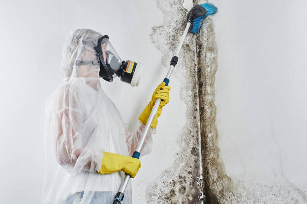 Best Mold Testing  in Crimora, VA