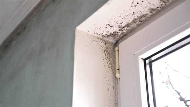 Best Affordable Mold Removal  in Crimora, VA