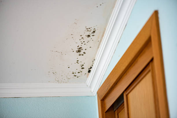 Best Home Mold Removal  in Crimora, VA