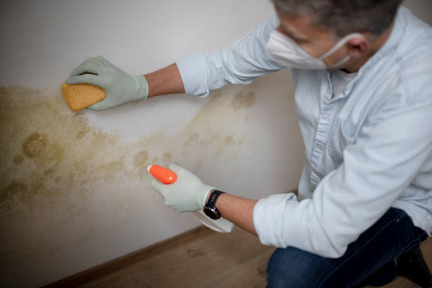 Best Professional Mold Removal  in Crimora, VA