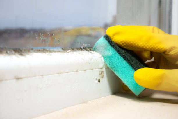 Home Mold Removal in Crimora, VA