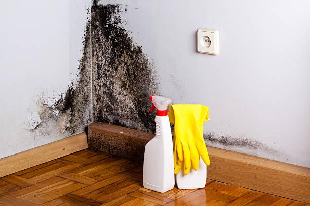 Best Office Mold Removal Services  in Crimora, VA