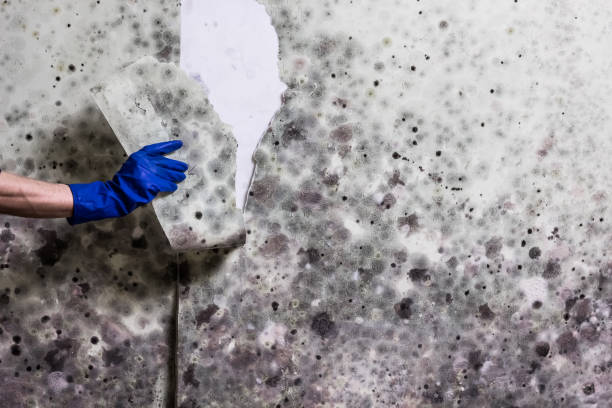 Best Fast Mold Removal  in Crimora, VA
