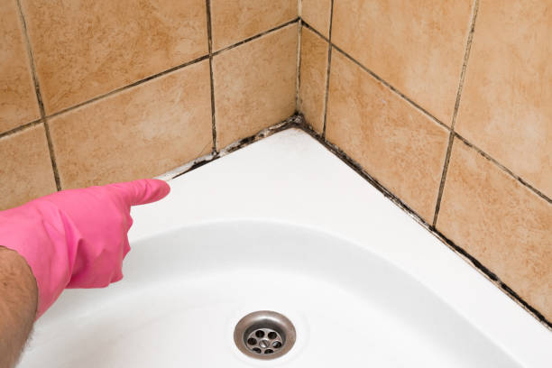 Best Certified Mold Removal  in Crimora, VA
