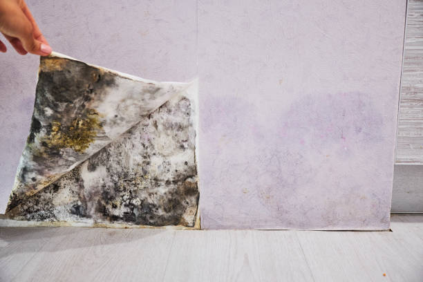 Best Mold Removal Company Near Me  in Crimora, VA